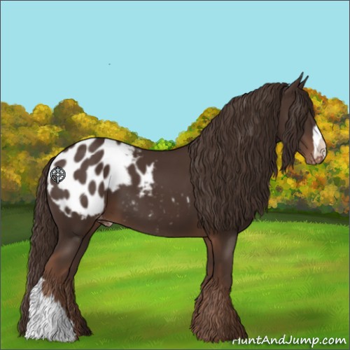 Horse Color:Liver Chestnut Appaloosa 