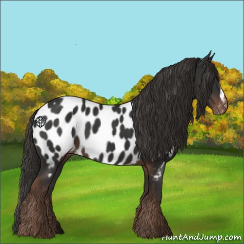Horse Color:Liver Chestnut Appaloosa 