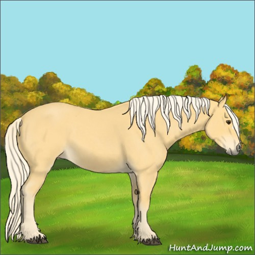 Horse Color:Palomino Roan 