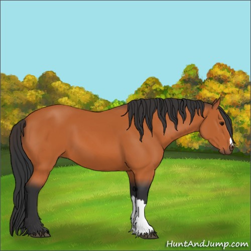 Horse Color:Bay 