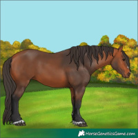 Horse Color:Bay 