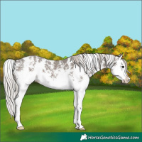 Horse Color:Silver Black Sabino Splash