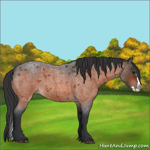 Horse Color:Bay Roan Splash