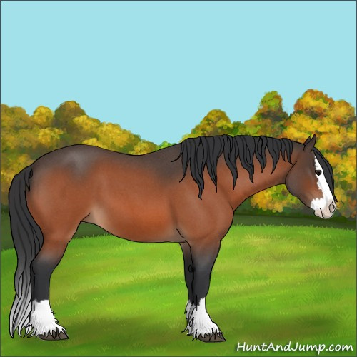 Horse Color:Bay Roan Splash