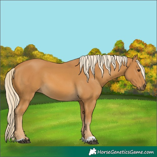 Horse Color:Palomino 