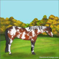 Horse Color:White Spotted Brown 