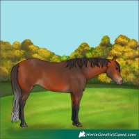 Horse Color:Bay 