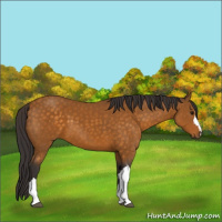 Horse Color:Buckskin