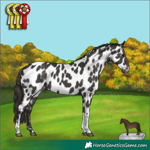 Horse Color:Smoky Black Tobiano Appaloosa Rabicano 