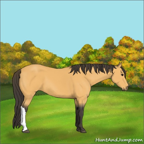 Horse Color:Buckskin 