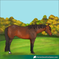Horse Color:Bay Rabicano 