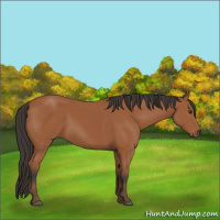 Horse Color:Bay 