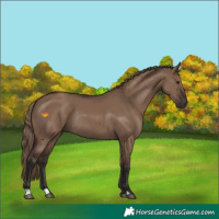 Horse Color:Liver Red Dun Rabicano 