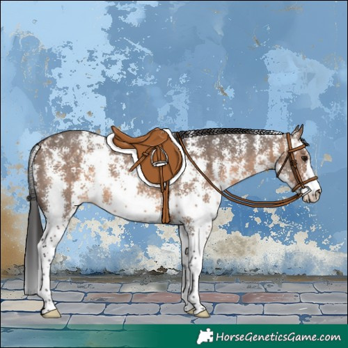 Horse Color:Brown Dun Sabino 