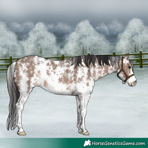 Horse Color:Brown Dun Sabino