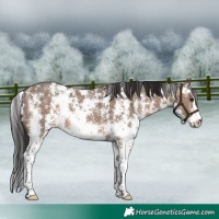 Horse Color:Brown Dun Sabino 