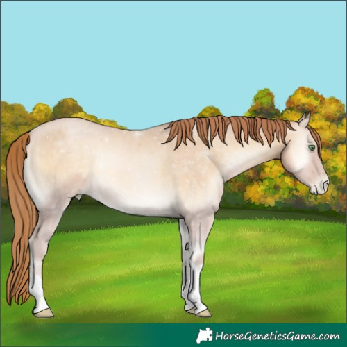 Horse Color:Buckskin Pearl Onyx 