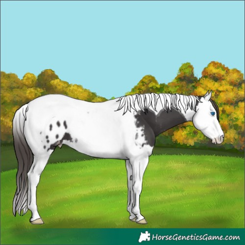 Horse Color:Smoky Black Splash Tobiano Appaloosa 