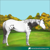 Horse Color:Smoky Black Splash Tobiano Appaloosa 