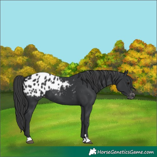 Horse Color:Black Appaloosa 
