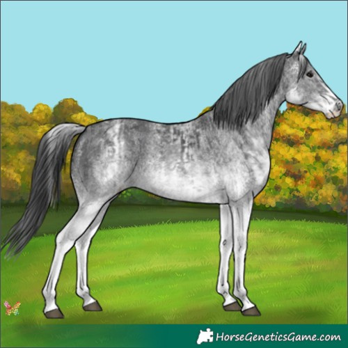 Horse Color:White Spotted Black and White Spotted Black