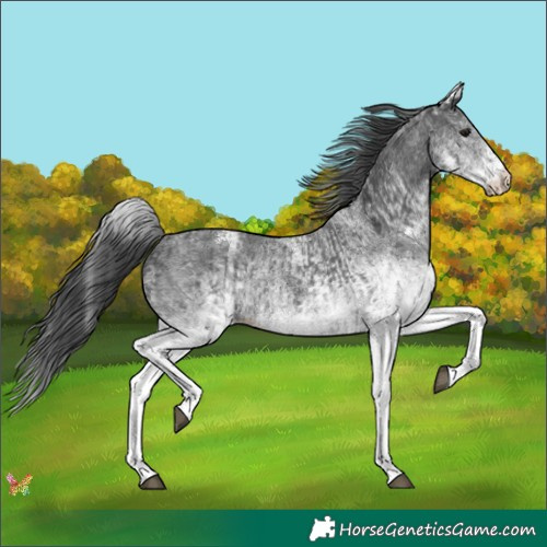Horse Color:White Spotted Black and White Spotted Black