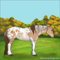 Horse Color:Bay Dun Tobiano Blanket 