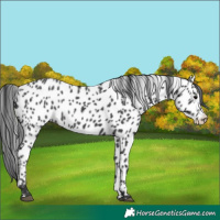 Horse Color:Black Leopard Rabicano 
