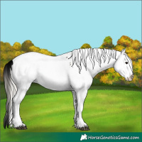 Horse Color:White Spotted Silver Black Appaloosa 