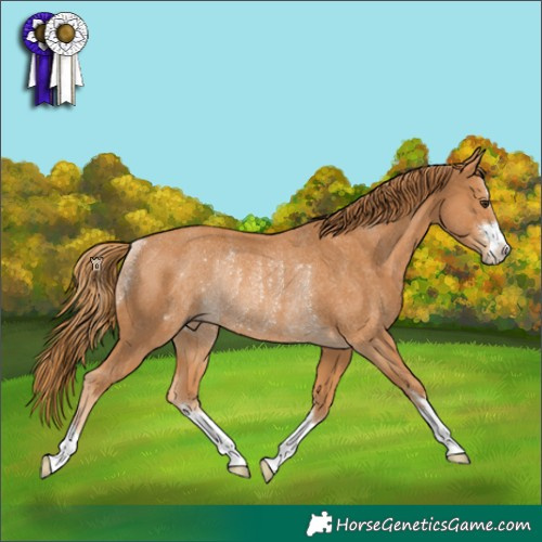 Horse Color:Chestnut Rabicano 