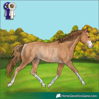 Horse Color:Chestnut Rabicano 