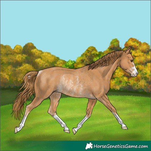 Horse Color:Chestnut Rabicano 
