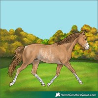 Horse Color:Chestnut Rabicano 