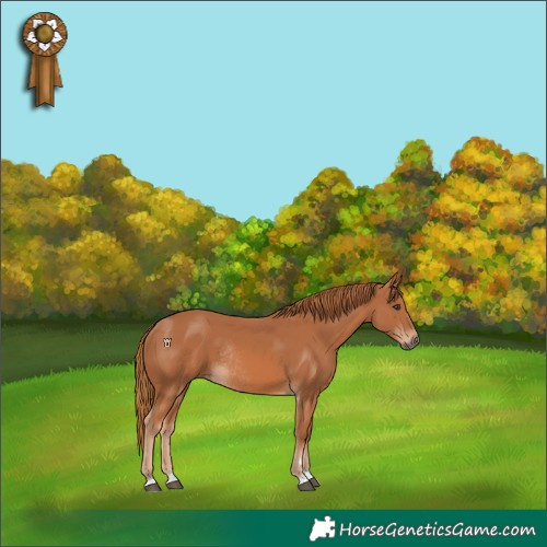 Horse Color:Chestnut Rabicano 