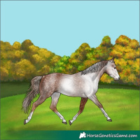 Horse Color:Gray Chestnut Rabicano 