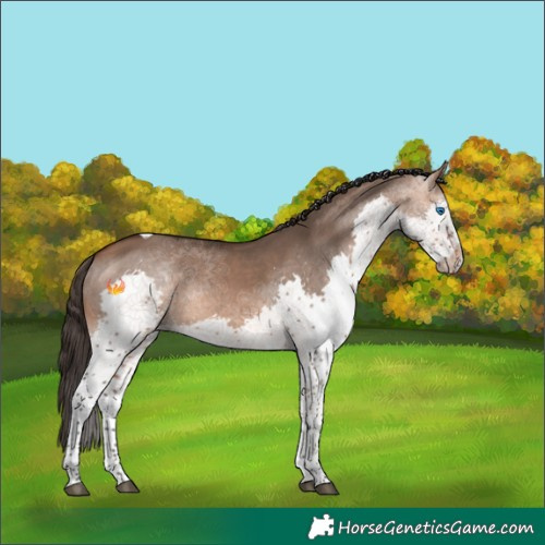 Horse Color:Bay Dun Splash Tobiano Rabicano