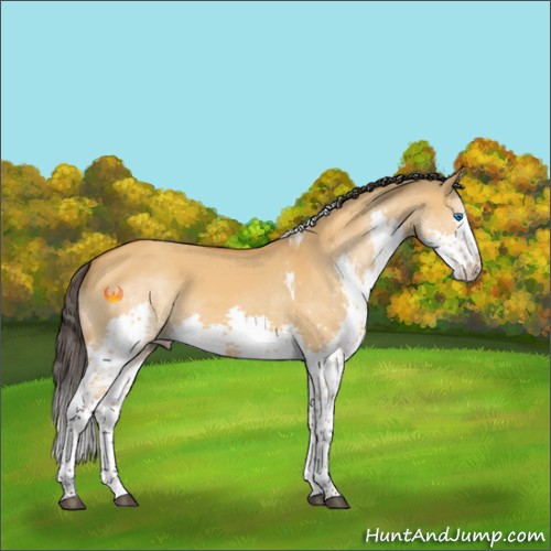 Horse Color:Buckskin Dun Splash Tobiano Rabicano 