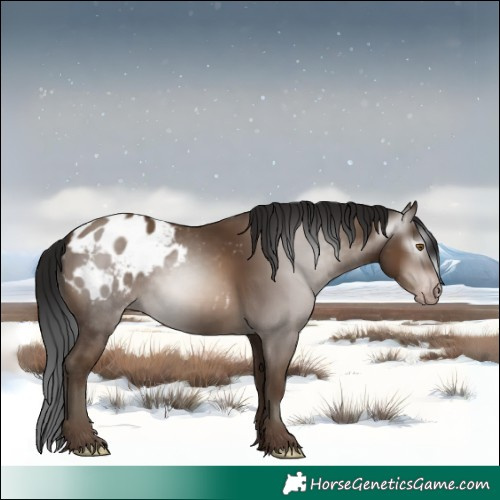 Horse Color:Gray Sable Champagne Sabino Appaloosa 