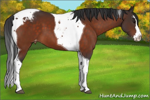 Horse Color:Bay Splash Tobiano Appaloosa 