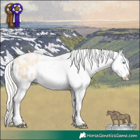 Horse Color:White Spotted Silver Buckskin Pearl Dun Sabino Appaloosa 
