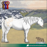 Horse Color:White Spotted Silver Buckskin Pearl Dun Sabino Appaloosa 