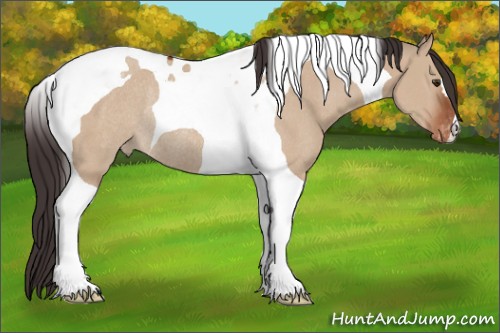 Horse Color:Brown Dun Tobiano Appaloosa Rabicano 