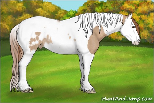 Horse Color:Red Dun Splash Tobiano Appaloosa Rabicano 
