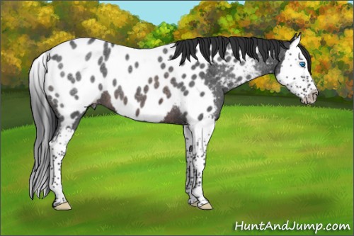 Horse Color:Brown Roan Splash Appaloosa 