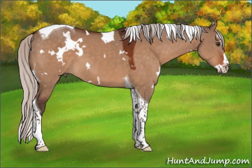 Horse Color:White Spotted Silver Brown Dun Splash Tobiano 