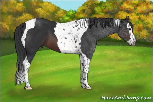 Horse Color:Brown Splash Tobiano 