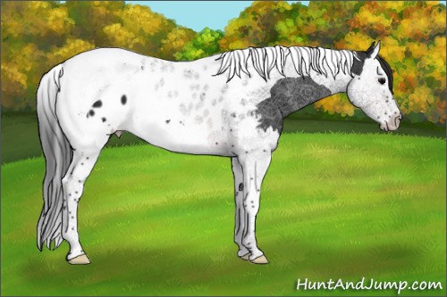 Horse Color:Brown Splash Tobiano Appaloosa 