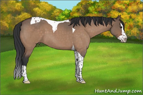 Horse Color:Brown Roan Dun Splash Tobiano 