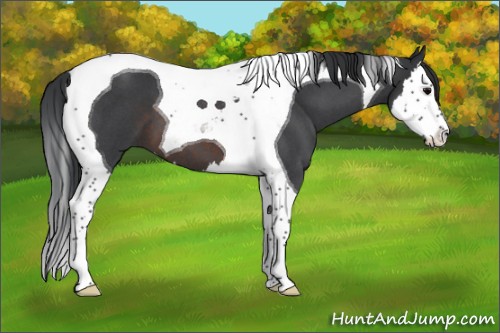 Horse Color:Brown Roan Splash Tobiano 