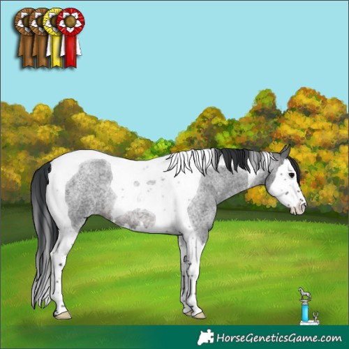 Horse Color:Brown Roan Splash Tobiano 